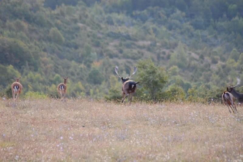 Daino: colorazione del mantello e altro...