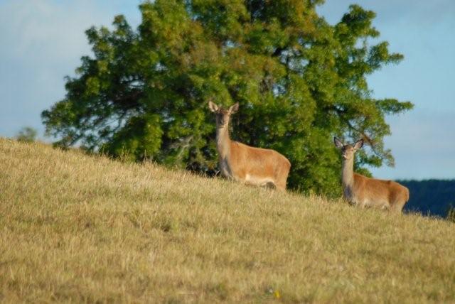 PASSIONE PER IL CERVO