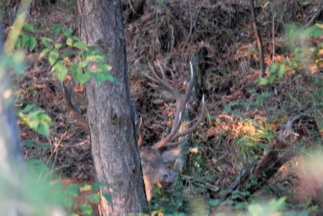 PASSIONE PER IL CERVO