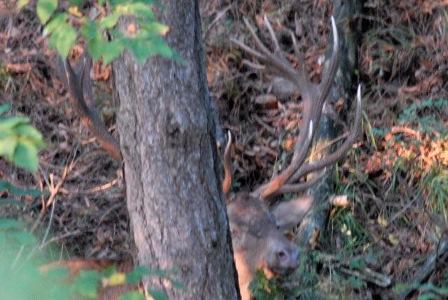 PASSIONE PER IL CERVO