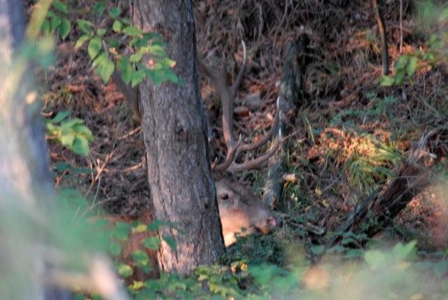 PASSIONE PER IL CERVO