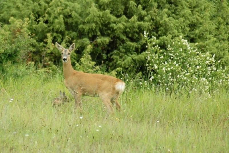 Il Capriolo