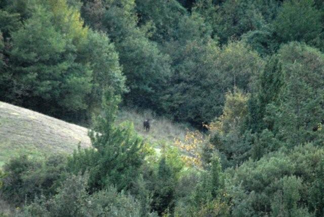 PASSIONE PER IL CERVO