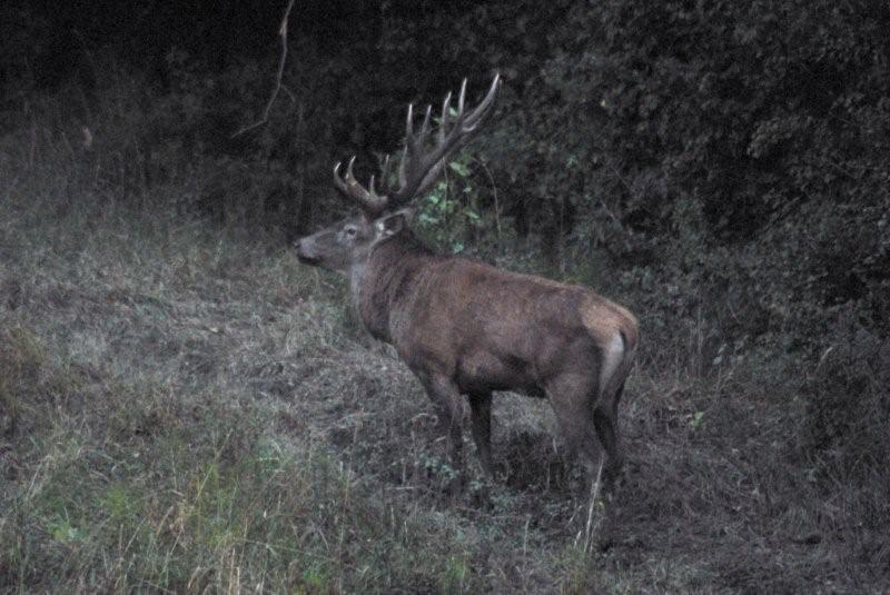 PASSIONE PER IL CERVO