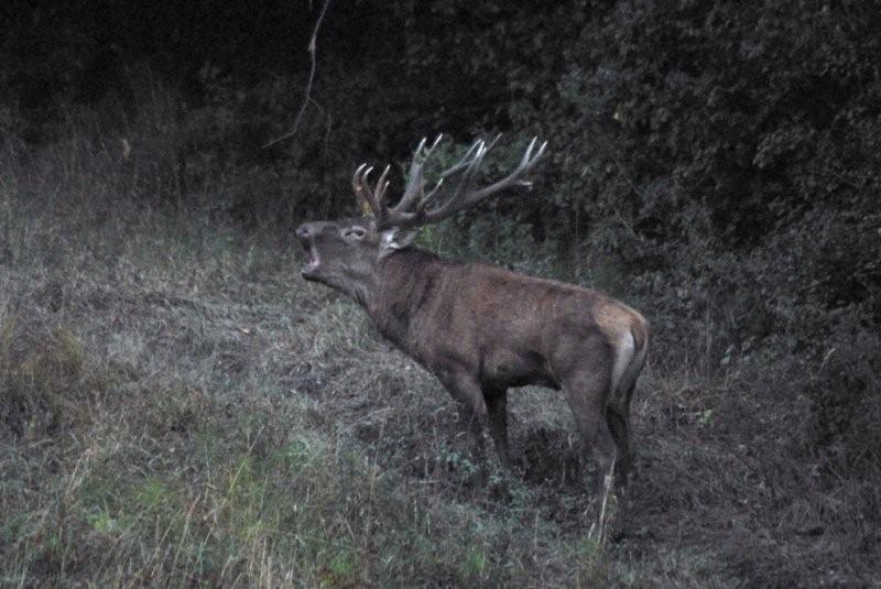 PASSIONE PER IL CERVO