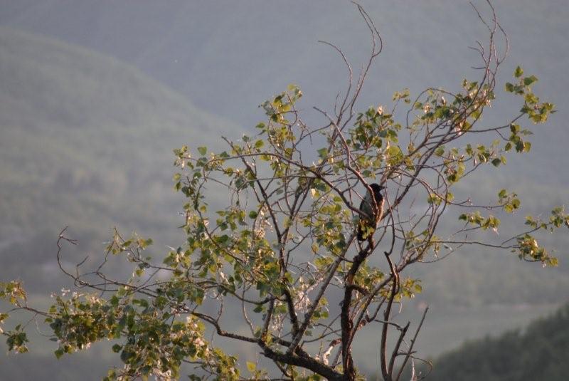 Aumento dei corvidi