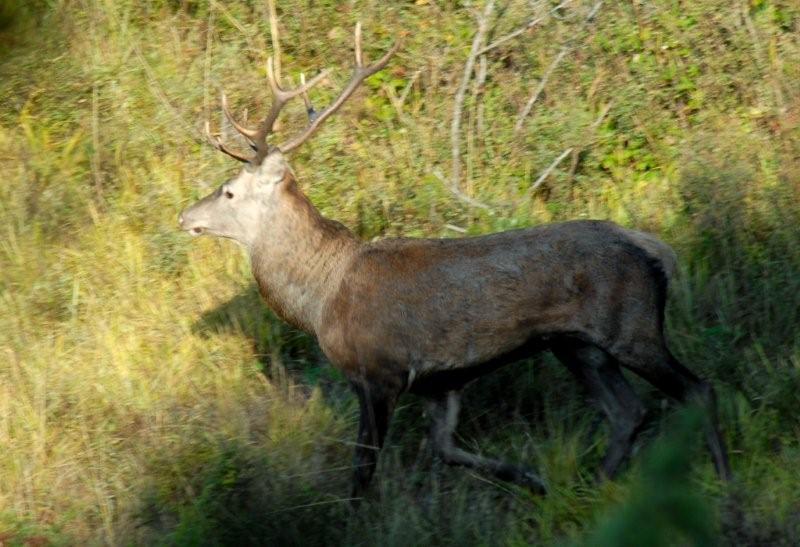 PASSIONE PER IL CERVO