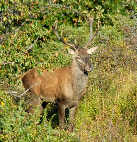 PASSIONE PER IL CERVO