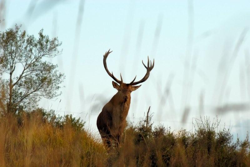 PASSIONE PER IL CERVO