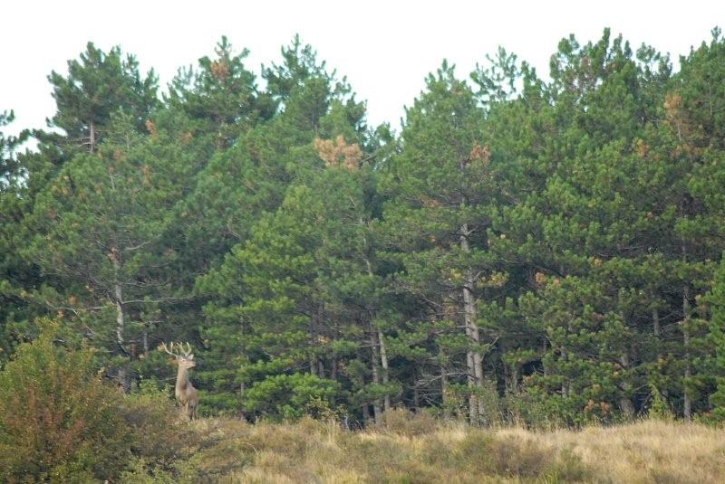 PASSIONE PER IL CERVO