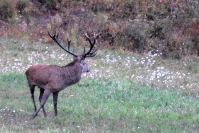 PASSIONE PER IL CERVO