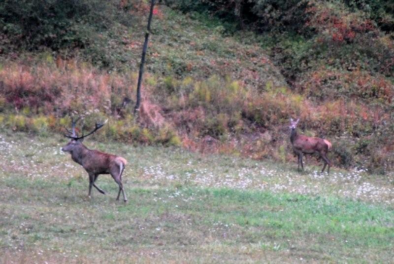 PASSIONE PER IL CERVO