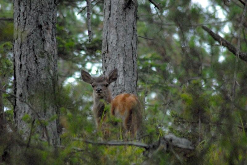 PASSIONE PER IL CERVO