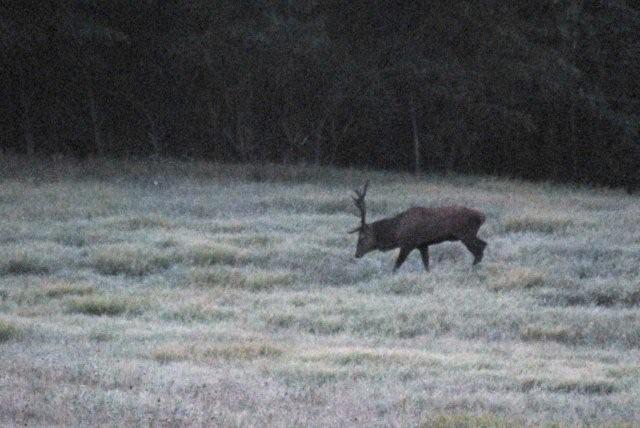 PASSIONE PER IL CERVO