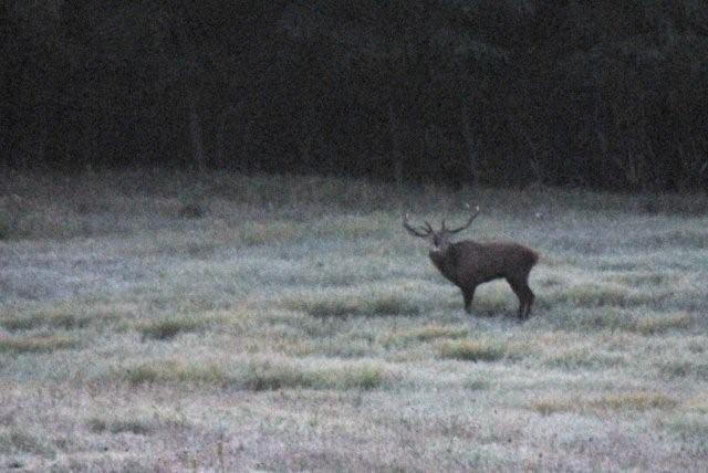 PASSIONE PER IL CERVO