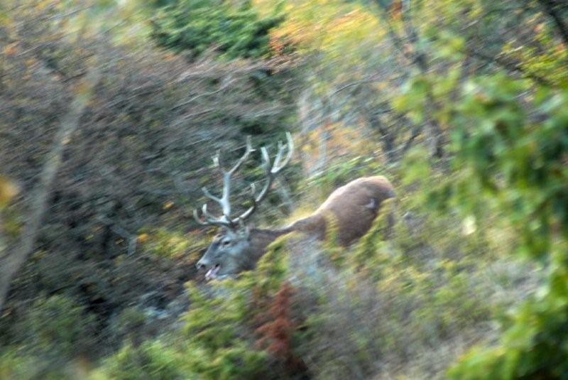 PASSIONE PER IL CERVO