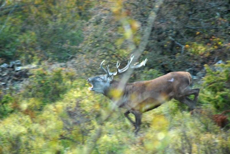 PASSIONE PER IL CERVO
