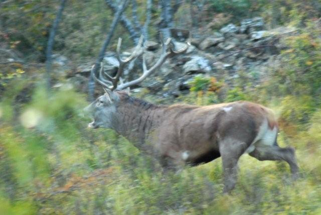 PASSIONE PER IL CERVO