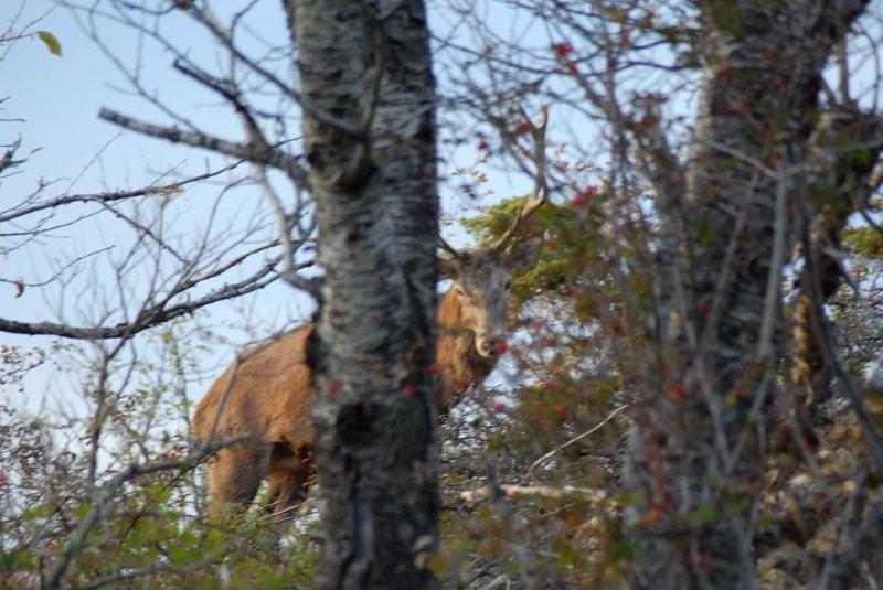 PASSIONE PER IL CERVO