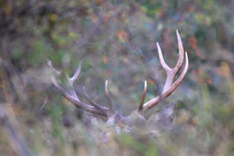 PASSIONE PER IL CERVO
