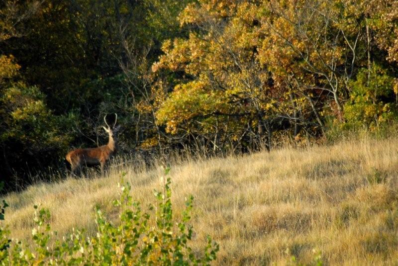 PASSIONE PER IL CERVO