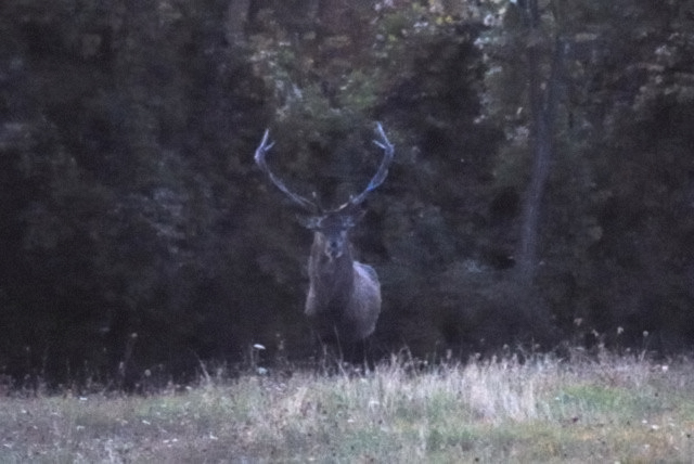 PASSIONE PER IL CERVO