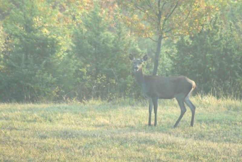 PASSIONE PER IL CERVO