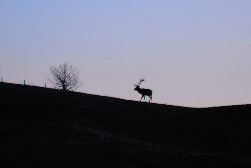 PASSIONE PER IL CERVO