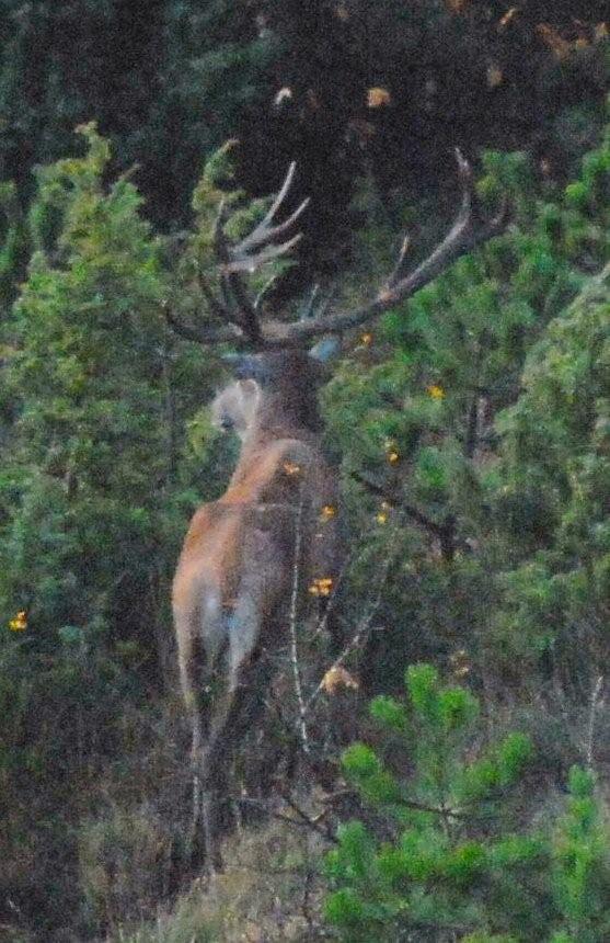 PASSIONE PER IL CERVO