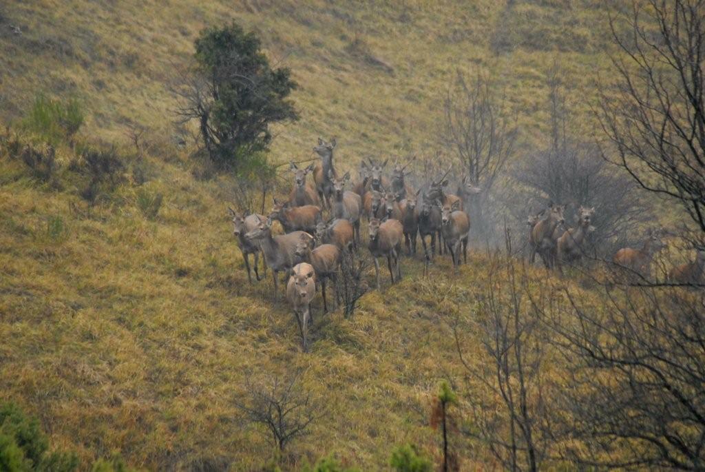 PASSIONE PER IL CERVO