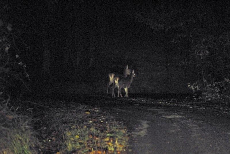 PASSIONE PER IL CERVO