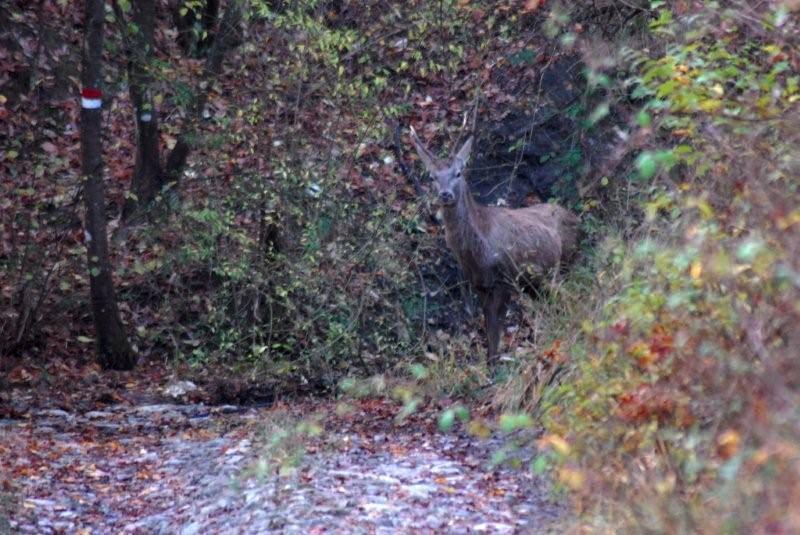 PASSIONE PER IL CERVO