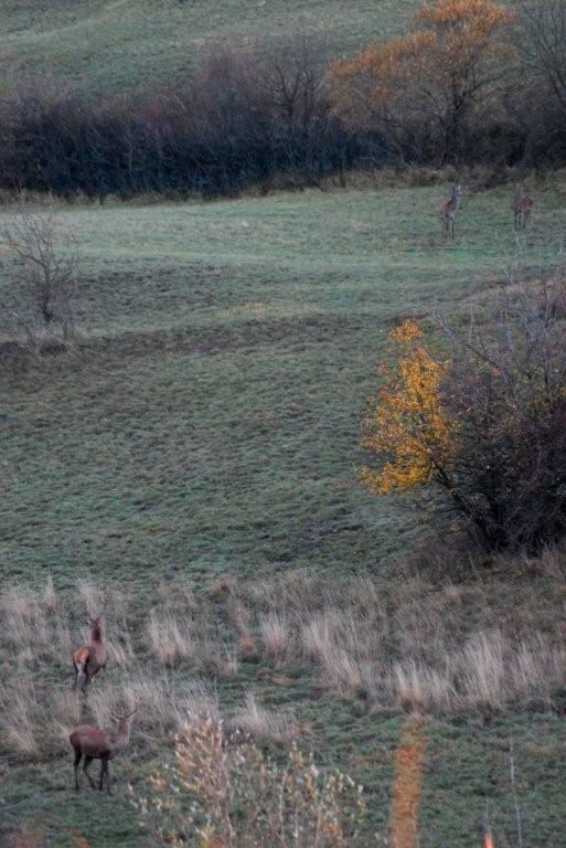 PASSIONE PER IL CERVO