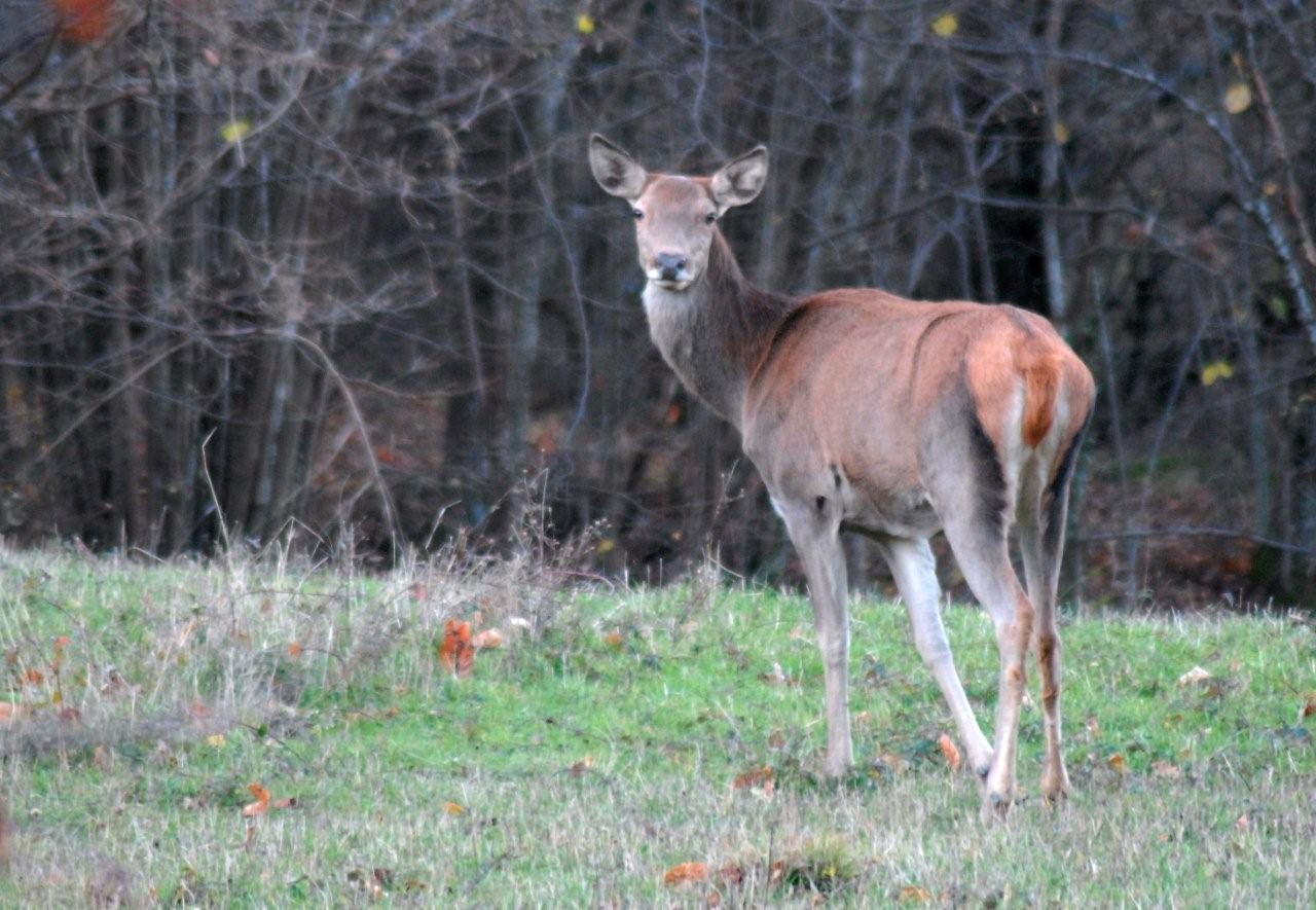 PASSIONE PER IL CERVO