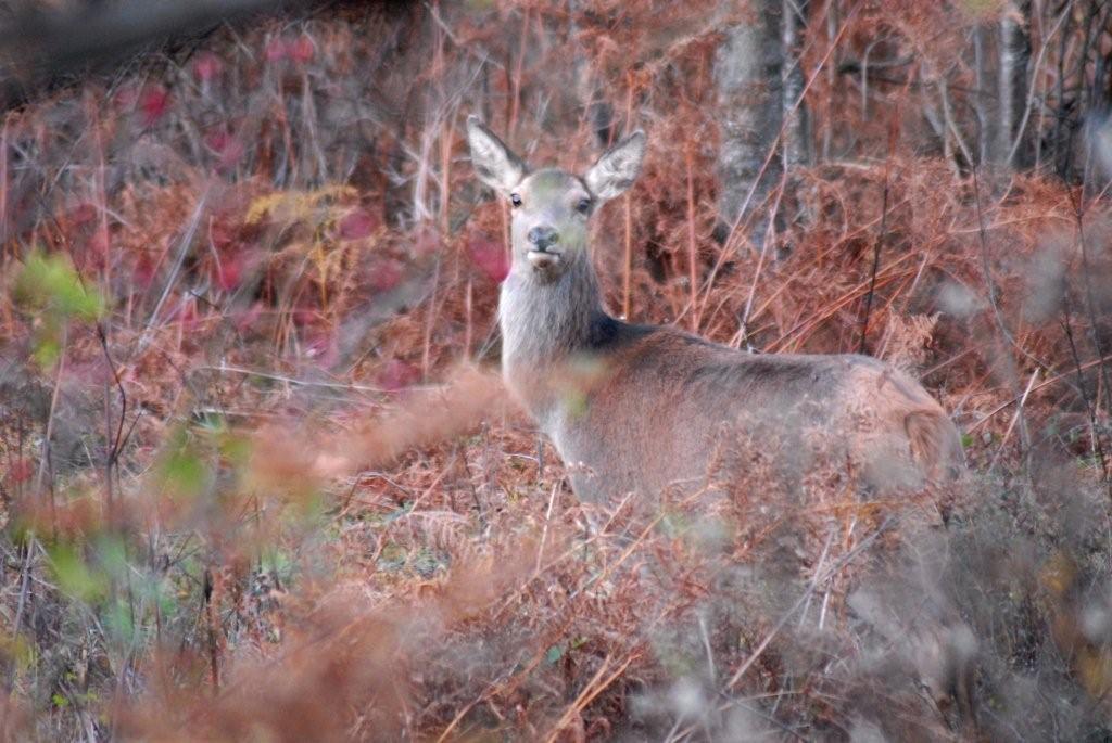 PASSIONE PER IL CERVO