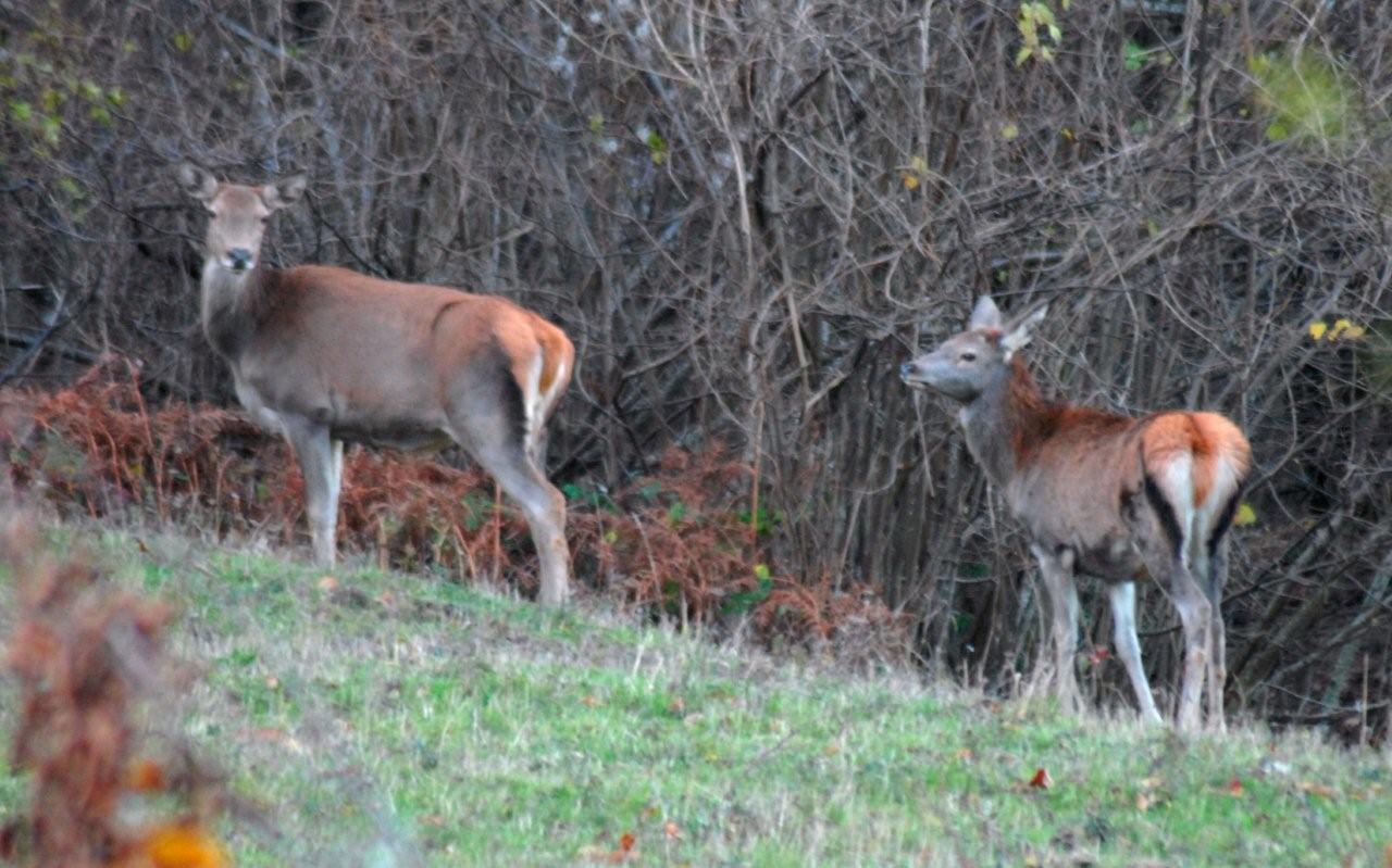 PASSIONE PER IL CERVO