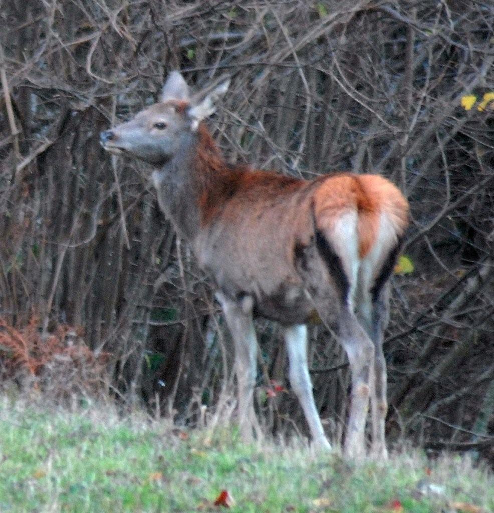 PASSIONE PER IL CERVO