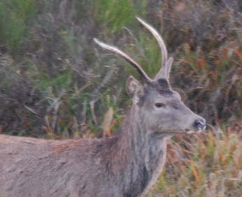 PASSIONE PER IL CERVO