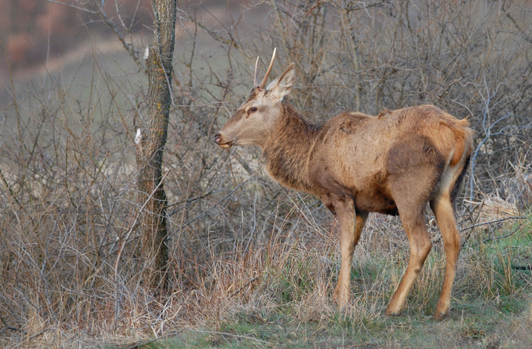 PASSIONE PER IL CERVO