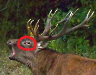 PASSIONE PER IL CERVO