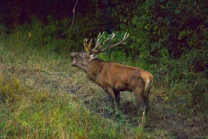 PASSIONE PER IL CERVO