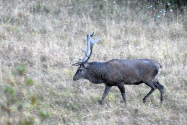 PASSIONE PER IL CERVO