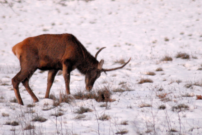 PASSIONE PER IL CERVO