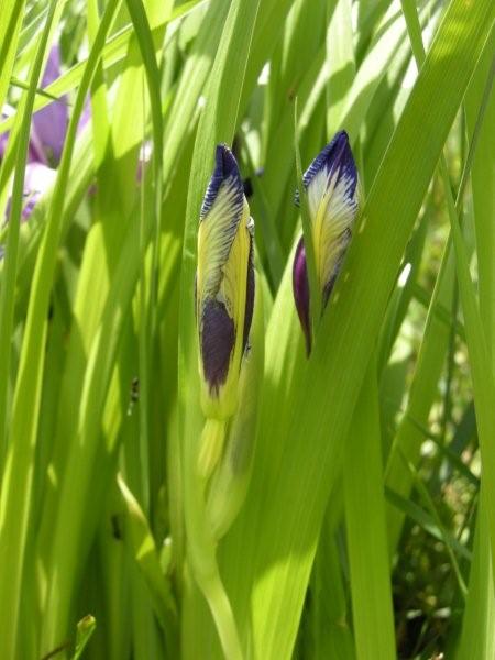 Iris graminea / Giaggiolo susinario