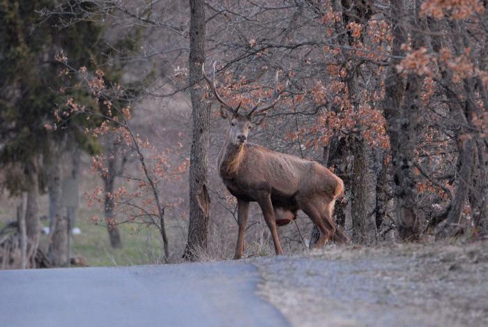 PASSIONE PER IL CERVO
