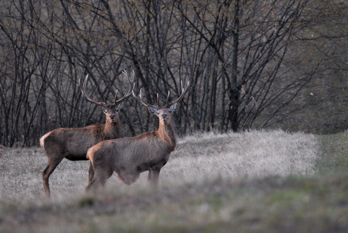 PASSIONE PER IL CERVO