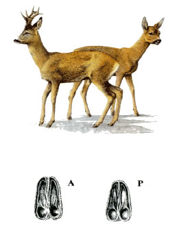 QUIZ:  INDOVINA L''UNGULATO!!! (per i non 