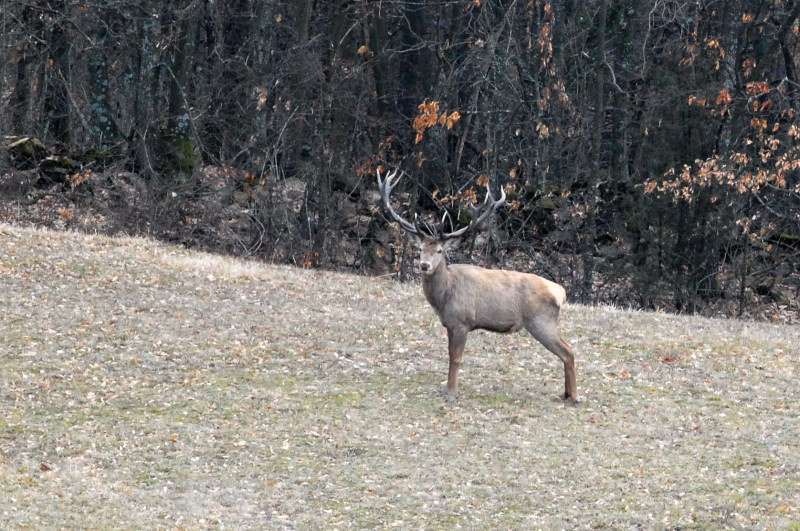 PASSIONE PER IL CERVO