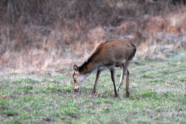 PASSIONE PER IL CERVO
