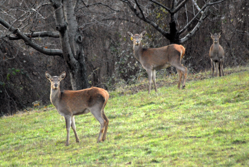 PASSIONE PER IL CERVO